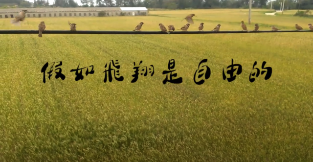 假如飛翔是自由的-第十六屆myfone行動創作獎極短片佳作