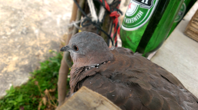 假如飛翔是自由的-第十六屆myfone行動創作獎極短片佳作劇照 2