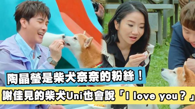 這隻哈士奇一點都不二哈！折騰瑤瑤弄濕身！《哈囉！毛小孩》精華片段 線上看