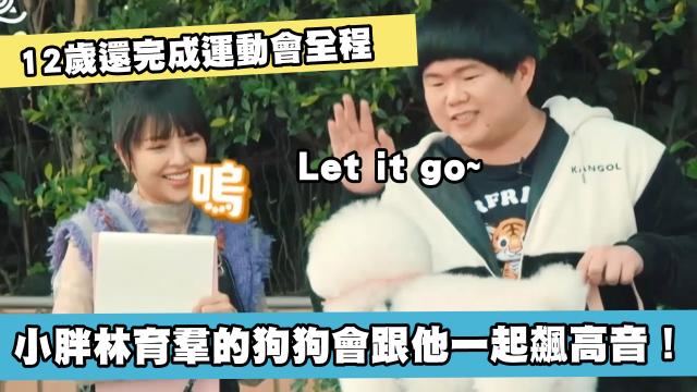 這隻哈士奇一點都不二哈！折騰瑤瑤弄濕身！《哈囉！毛小孩》精華片段 線上看