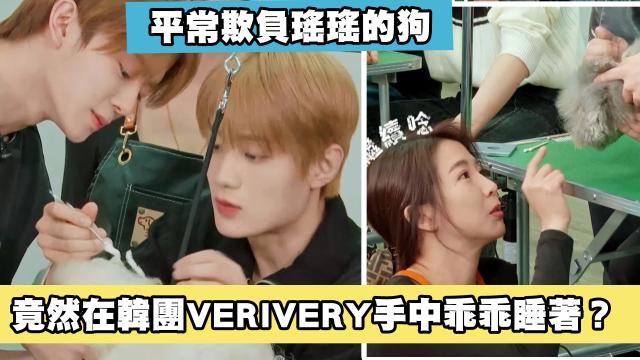 這隻哈士奇一點都不二哈！折騰瑤瑤弄濕身！《哈囉！毛小孩》精華片段 線上看