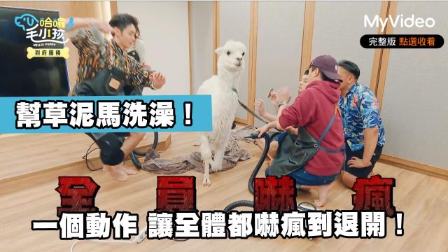 這隻哈士奇一點都不二哈！折騰瑤瑤弄濕身！《哈囉！毛小孩》精華片段 線上看