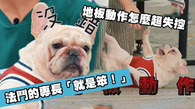 這隻哈士奇一點都不二哈！折騰瑤瑤弄濕身！《哈囉！毛小孩》精華片段 線上看