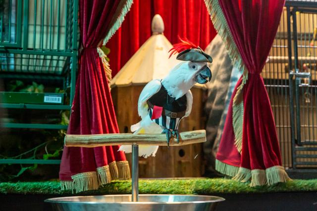 貓狗大戰3：爪爪集結！劇照 10