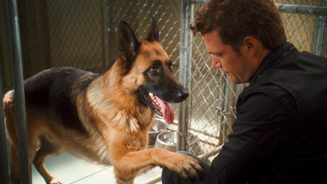 貓狗大戰：珍珠貓大反撲劇照 7